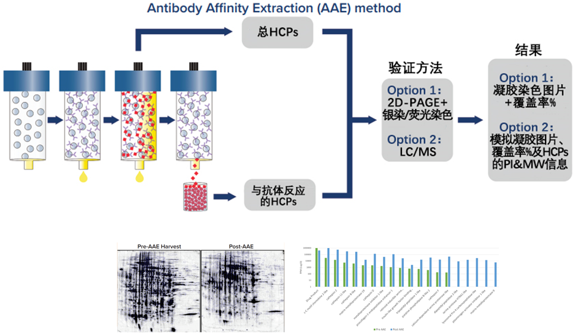 Antibody Affinity Extraction (AAE?): Ushering in a New Era of Host Cell Protein (HCPs) Analysis Antibody Affinity Extraction (AAE?): Ushering in a New Era of Host Cell Protein (HCPs) Analysis